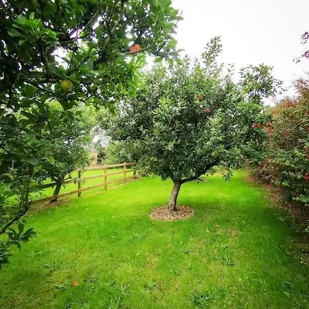 Orchard * Dingle
