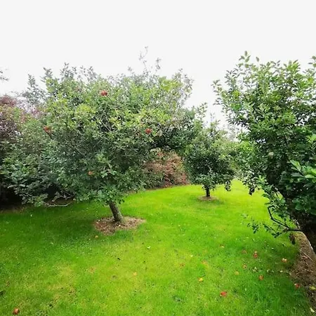 Orchard 丁格尔